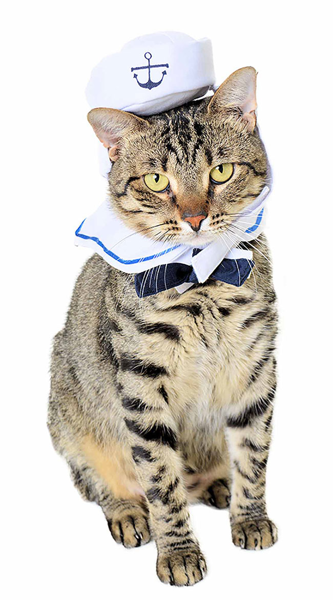 Small Pet Sailor Costume, Cat Small Dog Sailor Costume