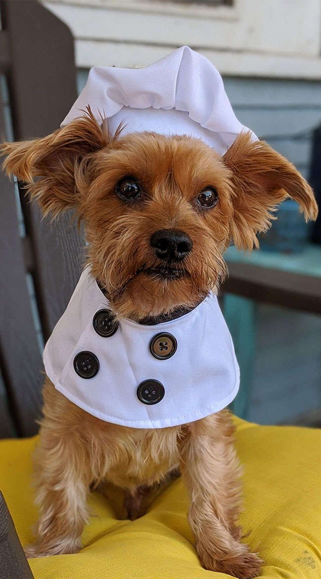 BoneAppetit Pet Costume, Chef Dog Costume