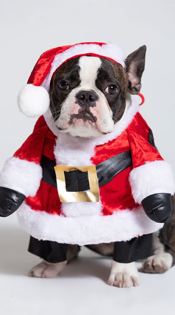 dog santa outfit