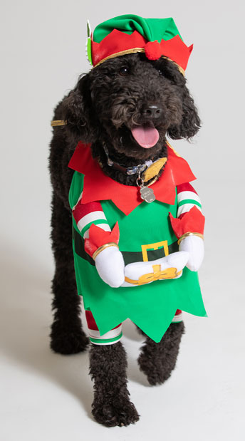 dog elf costume