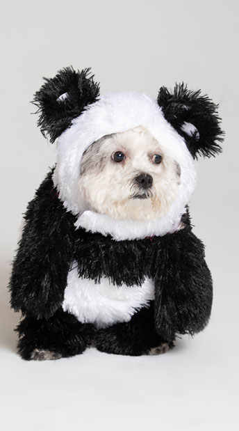 Panda Pooch Dog Costume, Fuzzy Panda Bear Dog Costume - Yandy.com