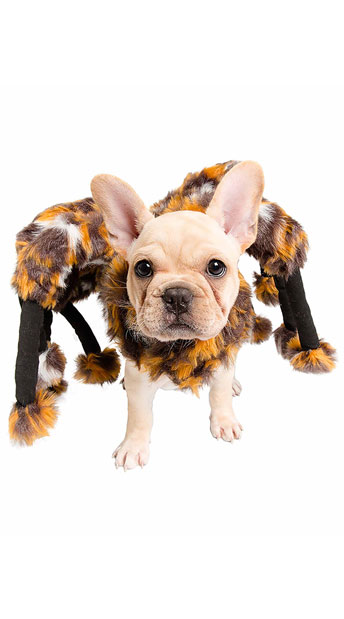 Scary Spider Small Pet Costume Spider Cat Small Dog Costume