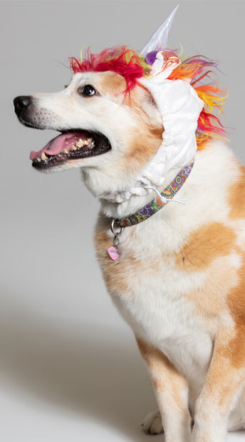 dollar store dog unicorn