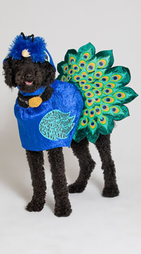 Pretty as a Peacock Dog Costume